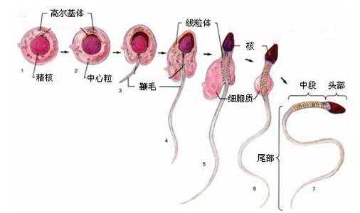 男生的种子哪里来的（男生的种子哪里来的）-图1