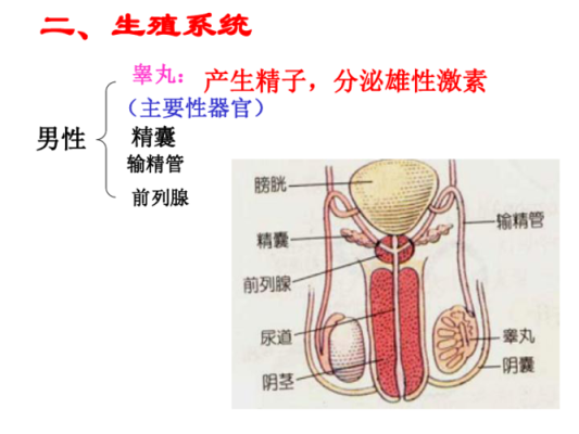 男生的种子哪里来的（男生的种子哪里来的）-图2