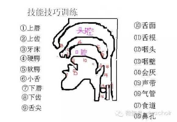 唱歌声音从哪里出来（唱歌声音从哪里出来好听）-图1