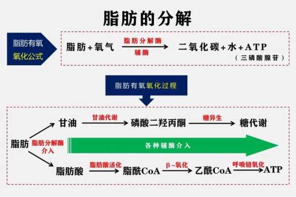 脂肪是通过人体什么部位排出体外的,脂肪是从哪里排出体外的-图1