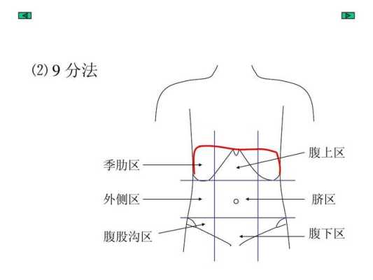 右季肋部在哪里（右季肋区在哪里）-图2