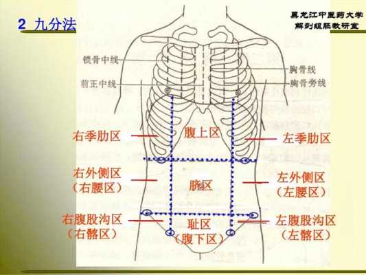 右季肋部在哪里（右季肋区在哪里）-图1