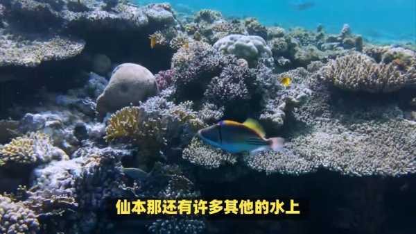 想学潜水，哪里性价比最好？泰国？马来西亚？台湾,苏米龙岛百度百科-图3